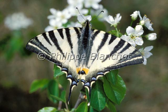 iphiclides podalirius.JPG - Iphiclides podaliriusFlambéScarce SwallowtailLepidoptera, PapilionidaeFrance
